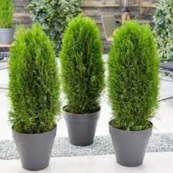 Natural Hybrid Plant